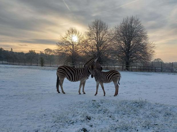 Oxford Mail: Zebras